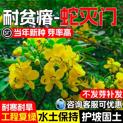 蛇灭门种子驱蛇草籽灌木草种籽