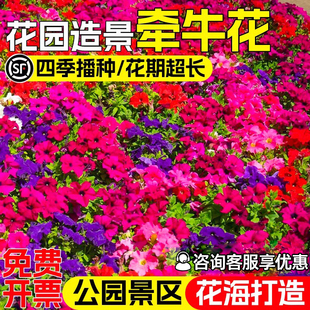 牵牛花种籽四季播种公园庭院别墅花海爬藤植物花籽野花组合花种子