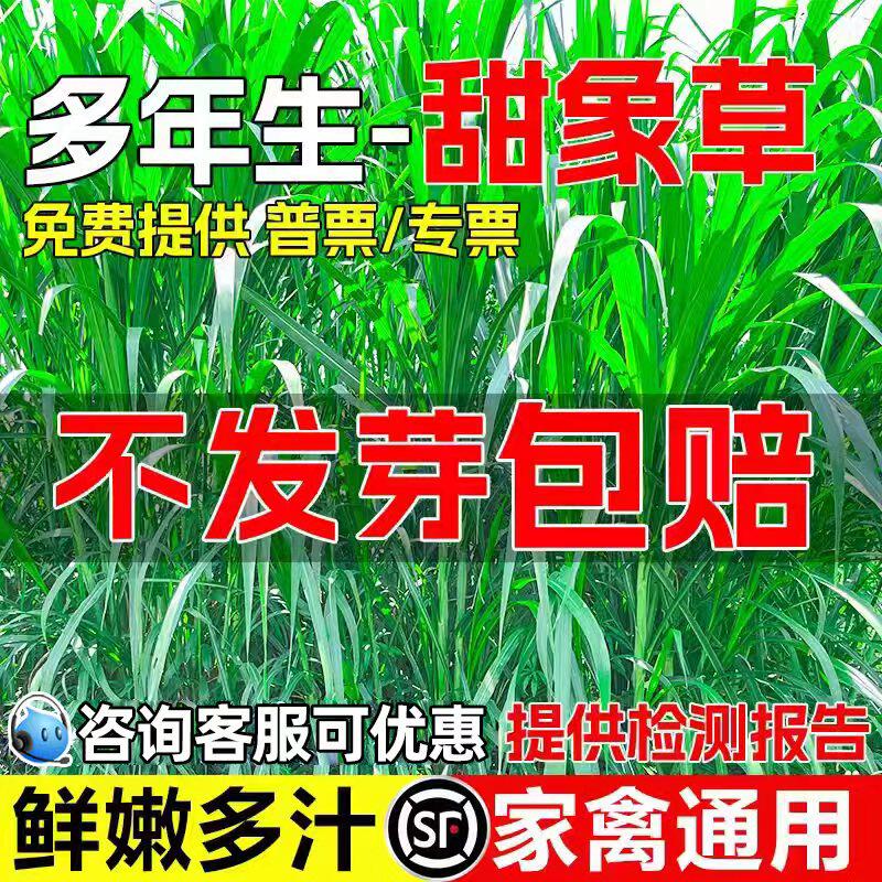 甜象草种籽多年生牧草鲜嫩多汁家禽喜食畜牧养殖草籽高蛋白草种子