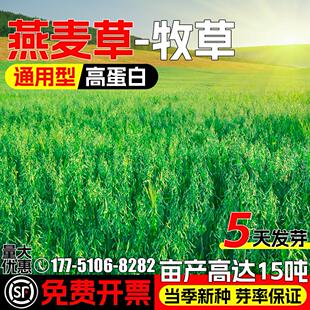 燕麦草籽畜牧养殖牧草种籽四季高产鸡鸭鹅牛羊马高蛋白耐贫瘠种子