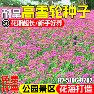 高雪轮种子四季播种开花高矮雪伦美人草花籽公园景区花海景观美化