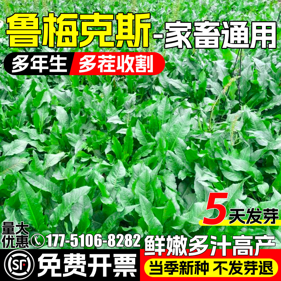 鲁梅克斯四季高产多茬收割高蛋白