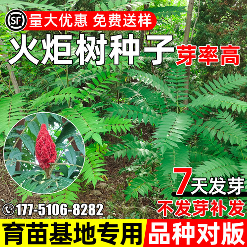 火炬树种子园林绿化观赏水土保持