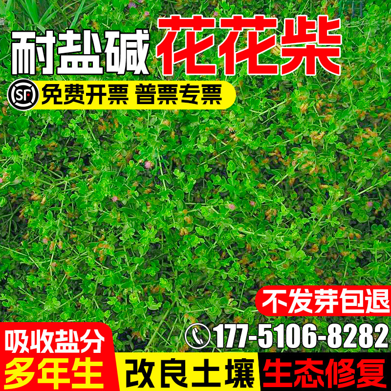 花花柴胖姑娘草种子荒漠戈壁绿化