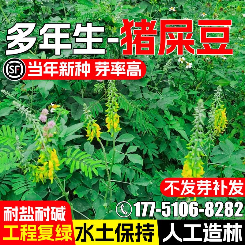 猪屎豆种子耐贫瘠护坡固土草种子