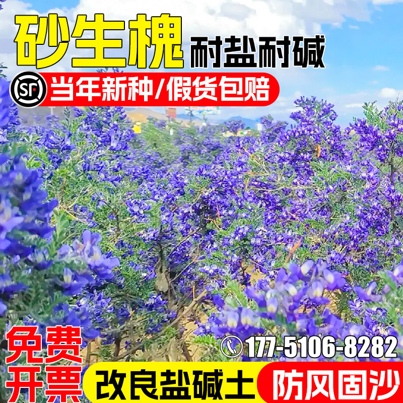 砂生槐种子防风固沙生态修复绿化