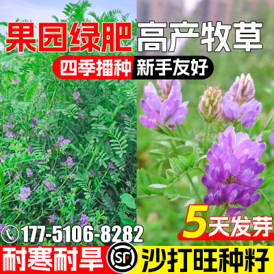 沙打旺四季高产果园绿肥蜜源固氮