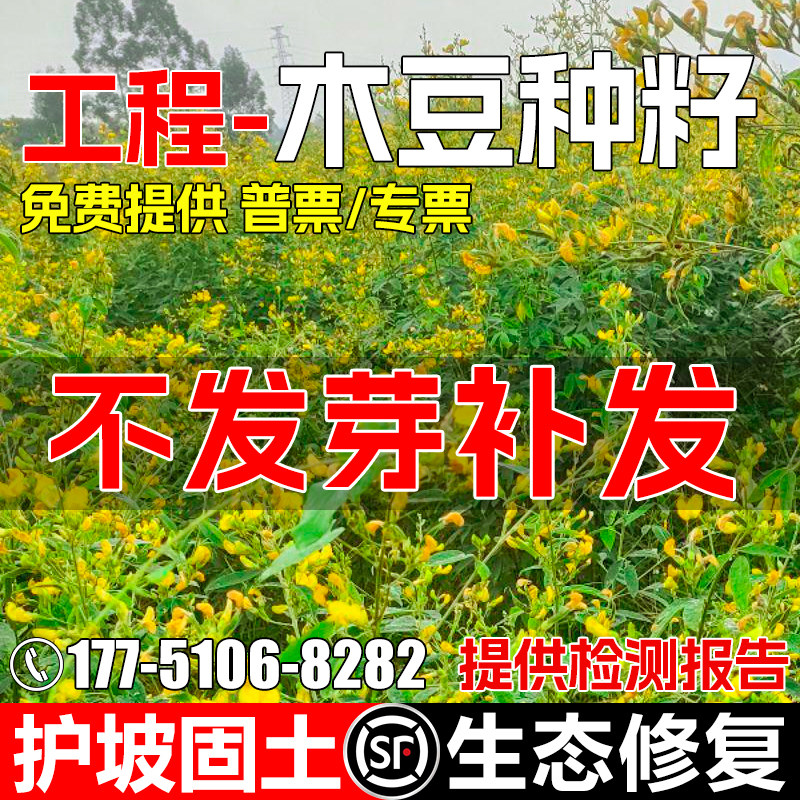 木豆种子多年生护坡固土灌木草籽耐盐耐碱工程绿化生态修复草种籽
