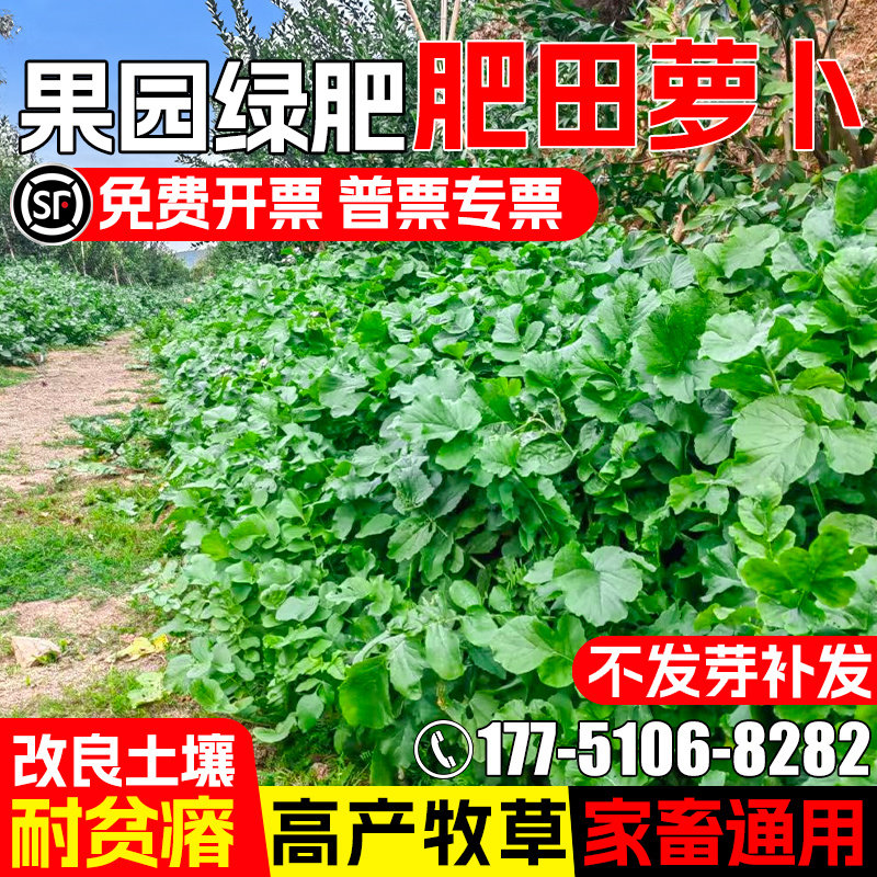 肥田萝卜耐贫瘠四季高产畜牧养殖