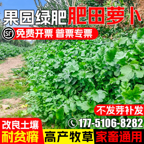 肥田萝卜耐贫瘠四季高产畜牧养殖