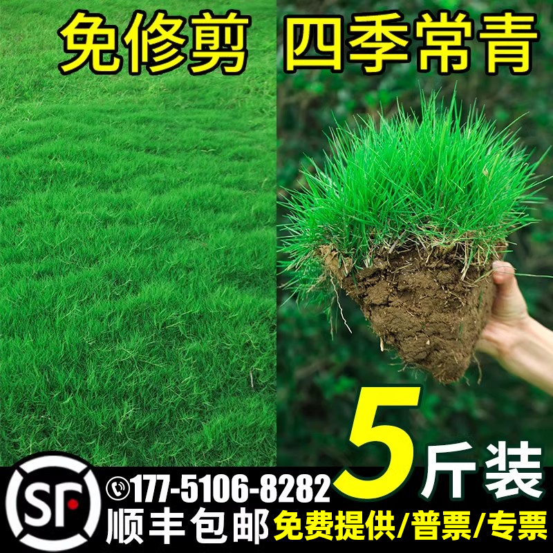 草坪草籽四季常青护坡固土狗牙根高羊茅庭院地毯草绿化黑麦草种子