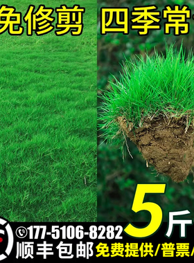 草坪草籽四季常青护坡固土狗牙根高羊茅庭院地毯草绿化黑麦草种子