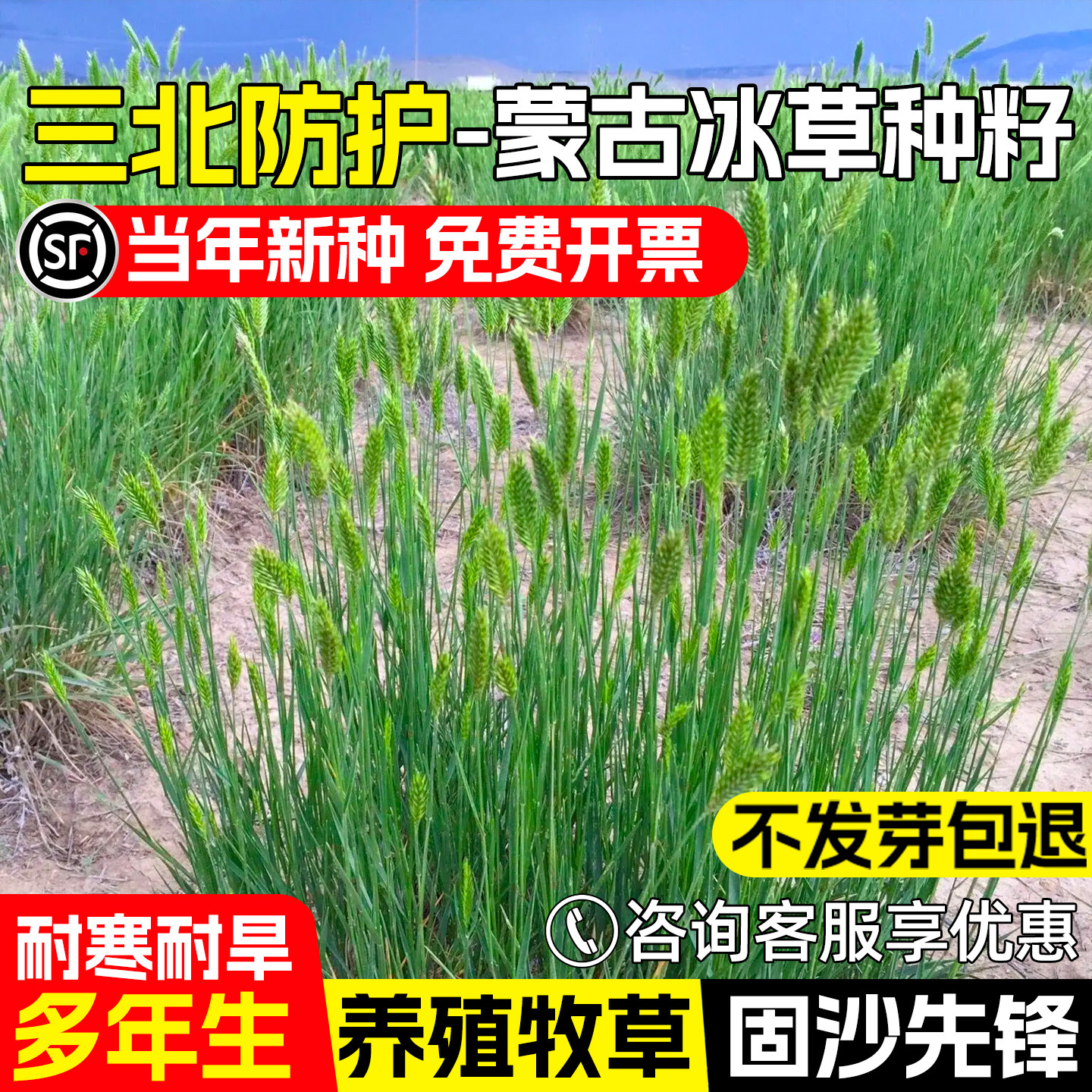 蒙古冰草种子羊草披碱草工程绿化