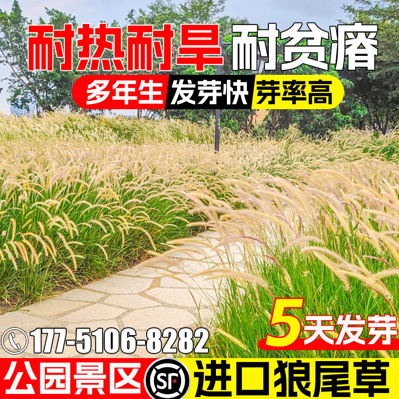紫穗狼尾草草籽公园景观花海绿化