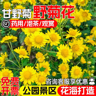 野菊花种子甘野菊花籽泡茶野生山菊花种籽多年生四季播种易活植物