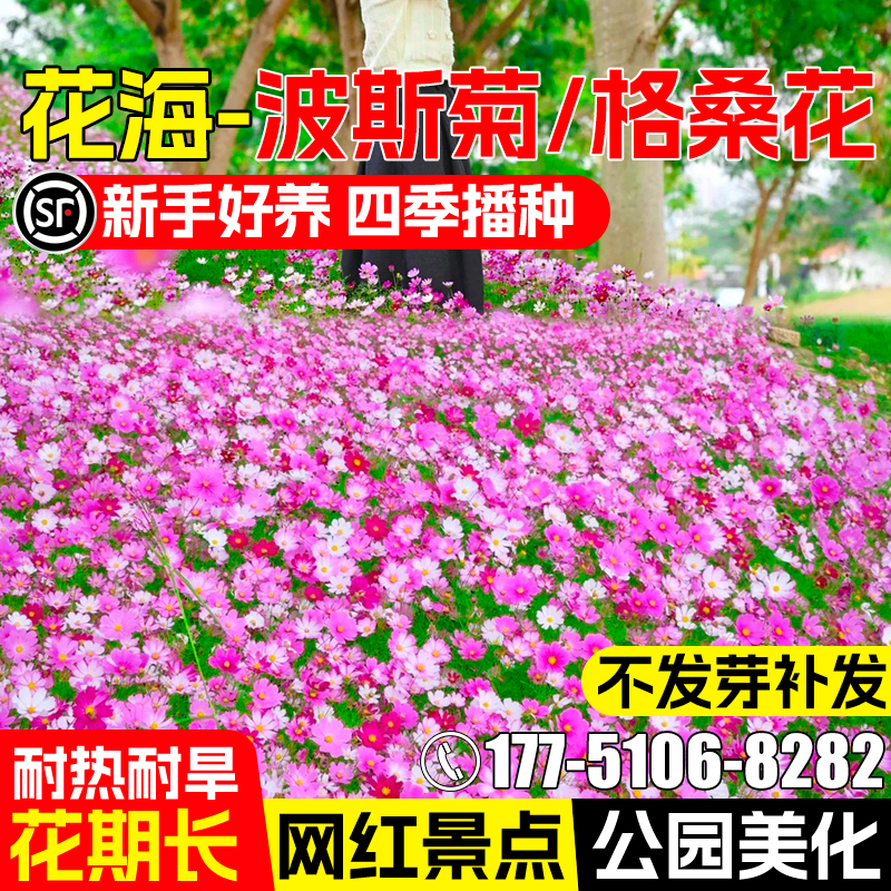 波斯菊花籽格桑花种子四季播种籽
