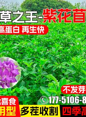 紫花苜蓿种籽高蛋白草籽猪牛羊兔鸡鸭鹅鱼多年生四季高产牧草种子