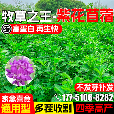 紫花苜蓿种籽多年生四季高产牧草