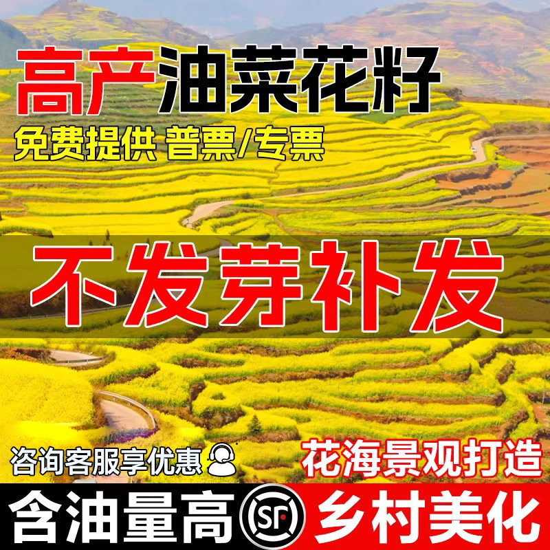 油菜花种子耐寒耐旱观赏型花种籽