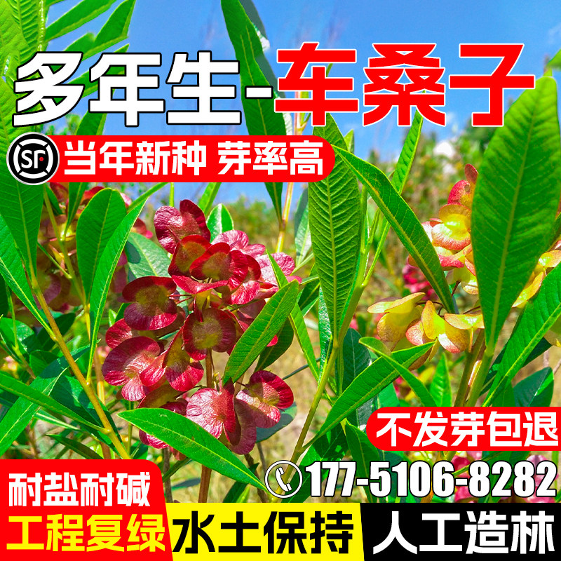 车桑子种子护坡固土灌木草籽边坡绿化矿山复绿多年生耐贫瘠草种籽