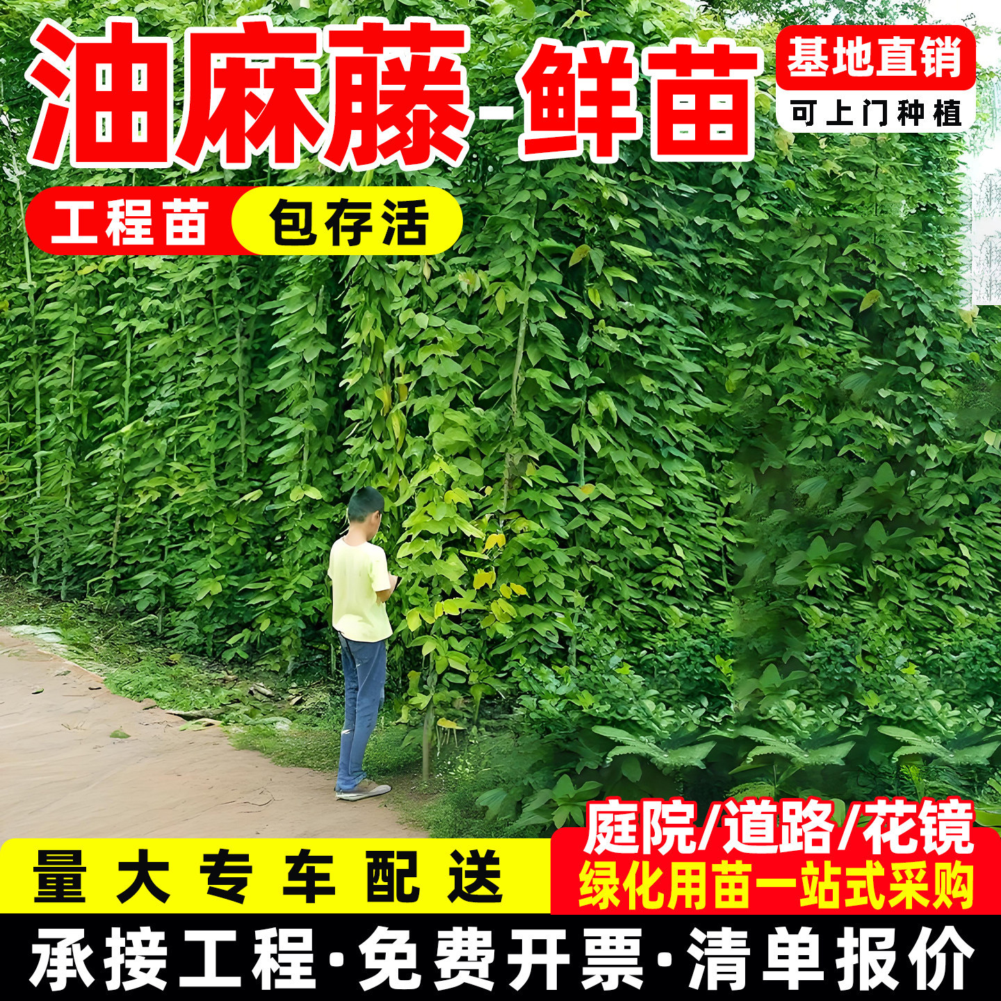 油麻藤树苗护坡固土爬藤蔓延植物