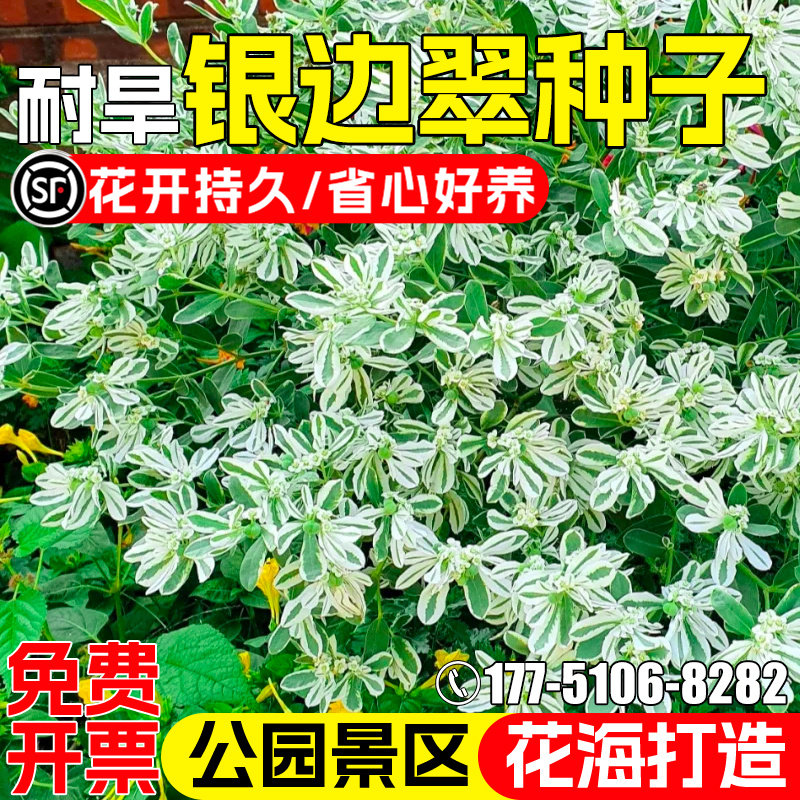 银边翠高山积雪象牙白四季花种子