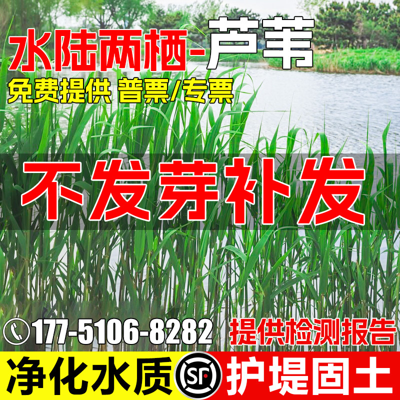 芦苇种子多年生水陆两栖净化水质