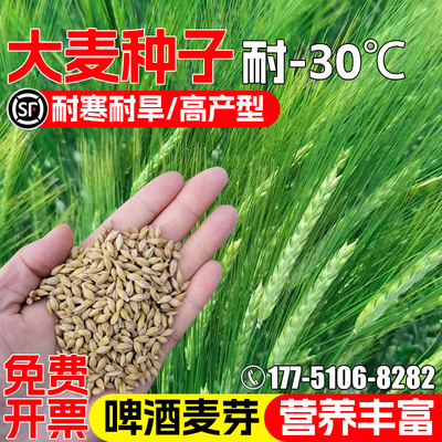 大麦种子芽苗菜种子耐寒耐旱高产