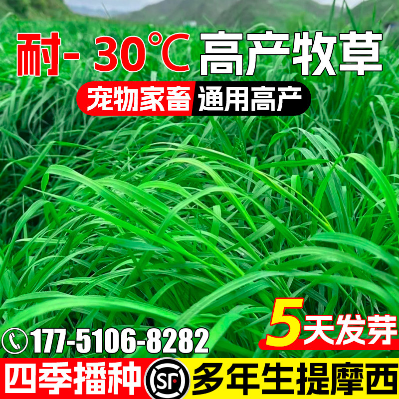 提摩西多年生耐寒四季高产高蛋白