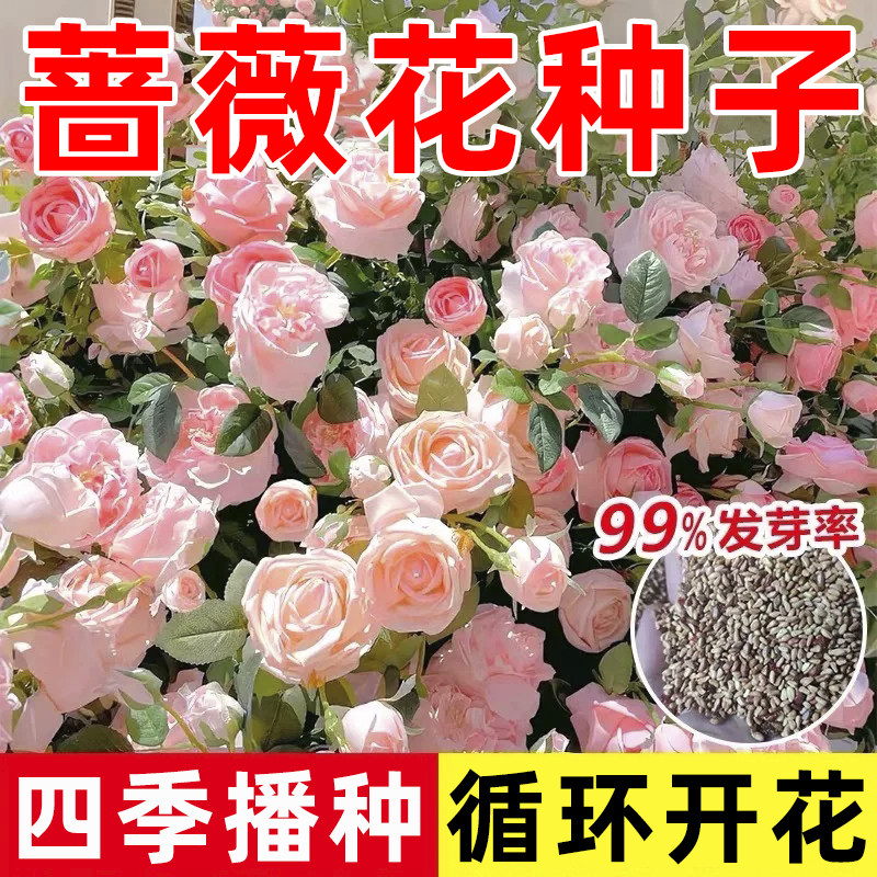 蔷薇花种子耐寒月季蔷薇花种籽春夏易活室内室外阳台盆栽爬藤植物