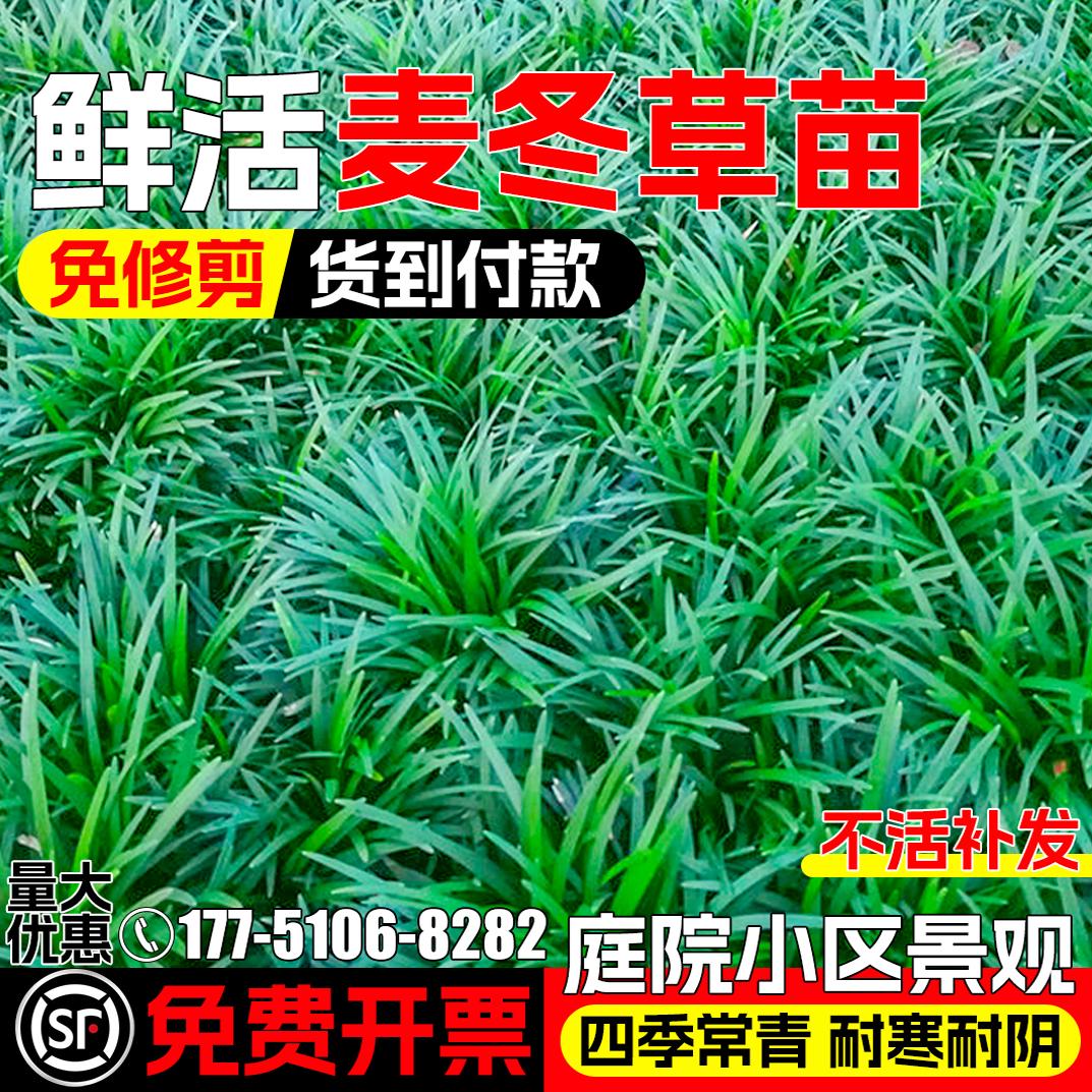 麦冬草庭院草坪地被植物耐寒耐旱