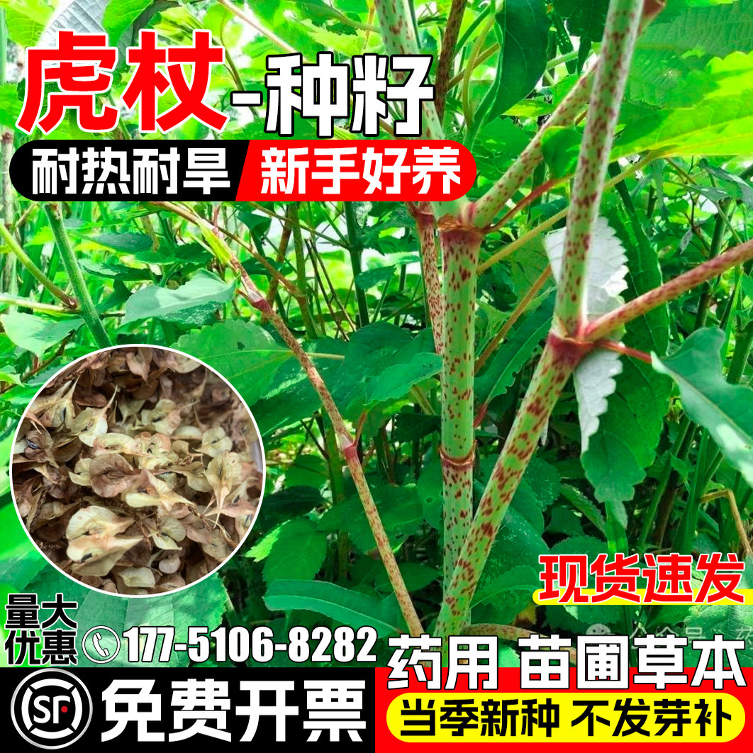 虎杖种子酸筒杆花斑杖中药材种子图片