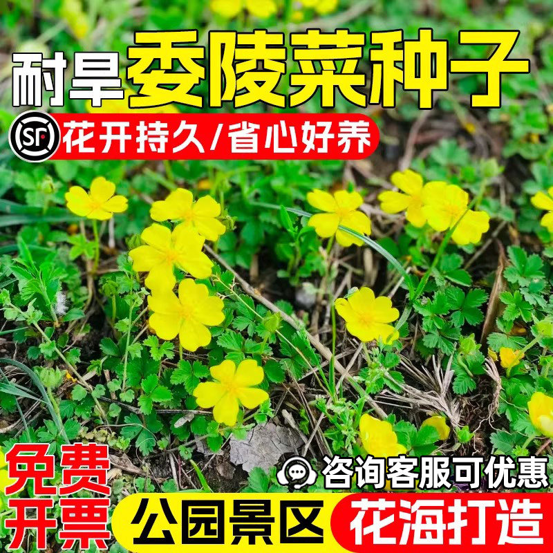 委陵菜种子白头翁蛤蟆草天青地白