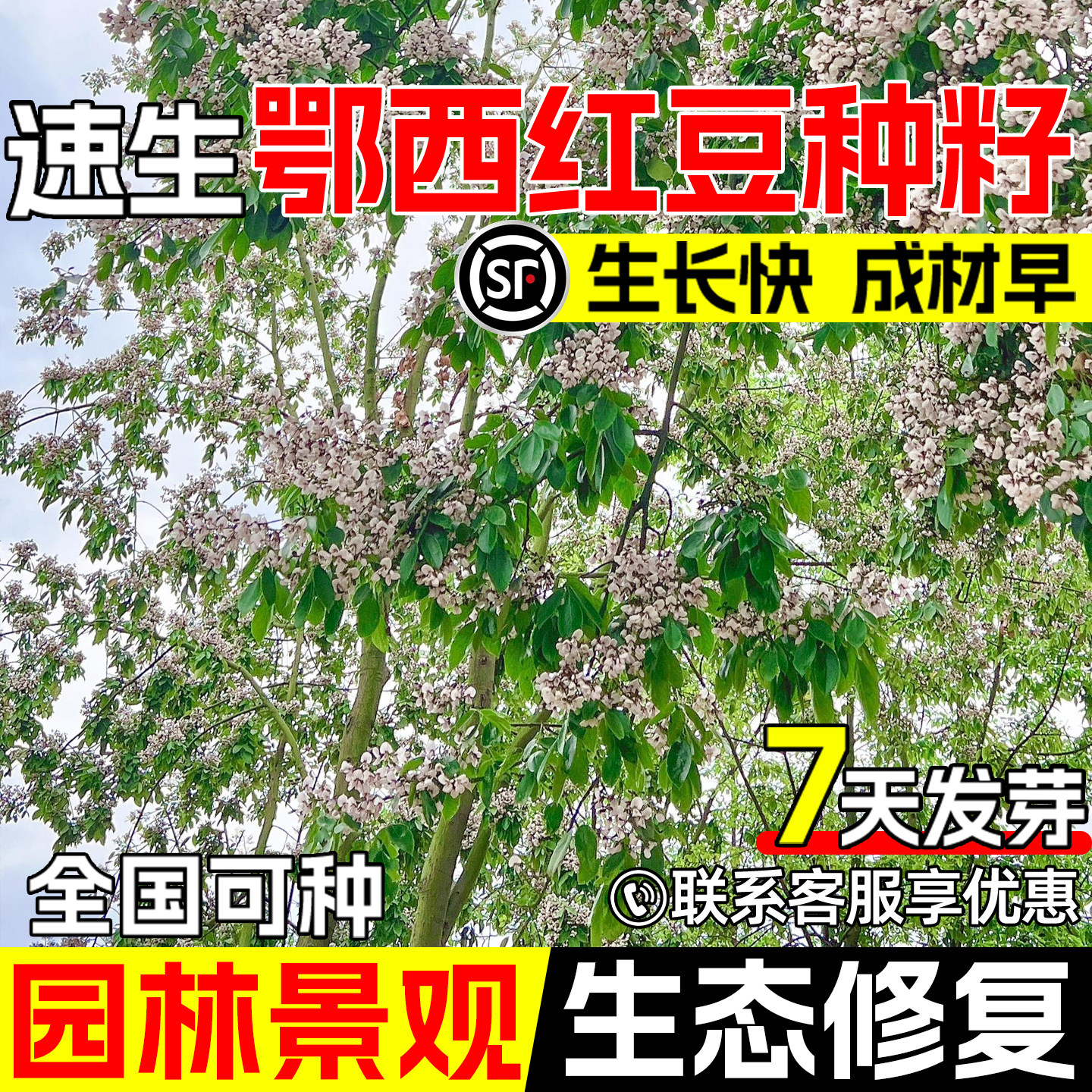 鄂西红豆种子景观园林绿化红豆树