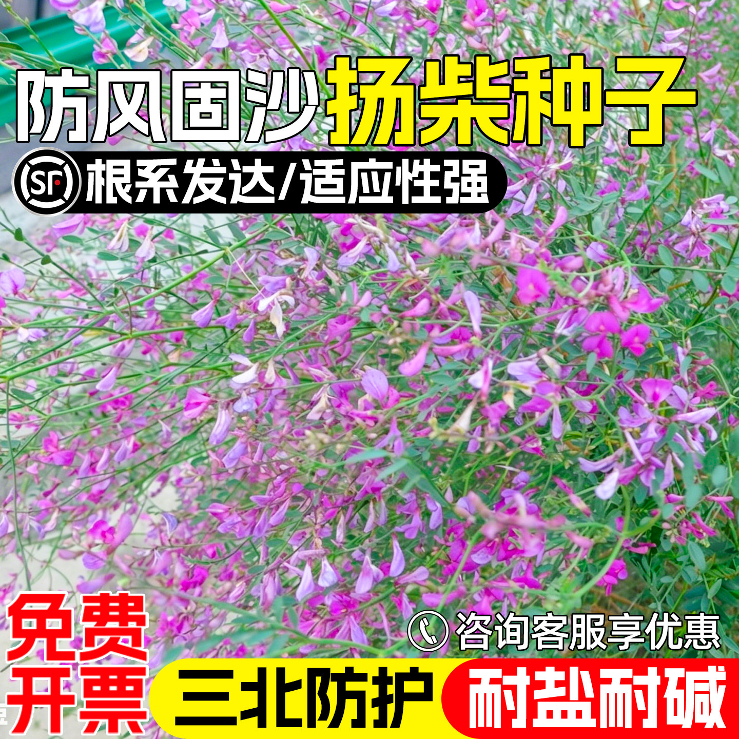 杨柴种子荒漠戈壁植被工程绿化