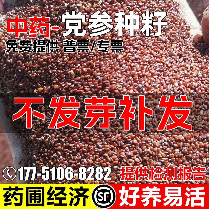 党参种子药食两用防风党参黄参中草药大田荒地四季种植中药材种籽
