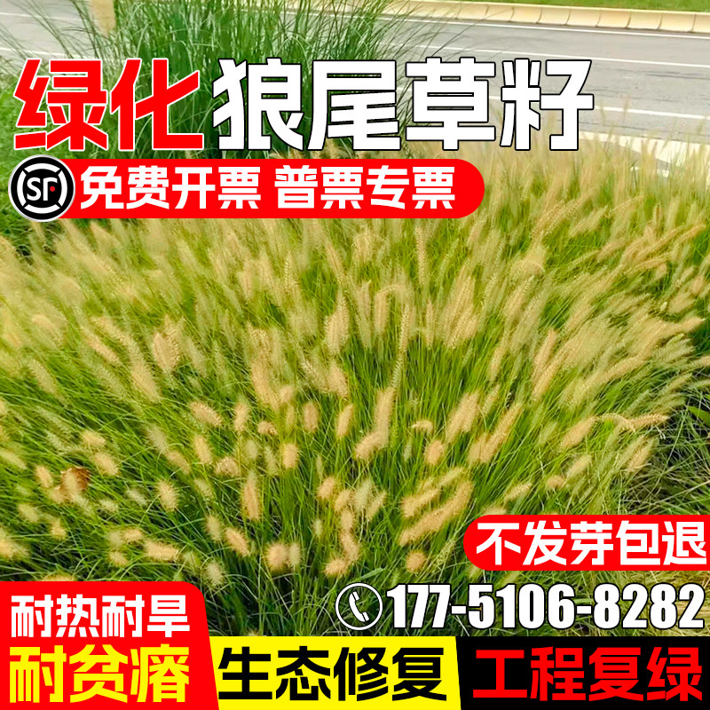 狼尾草草籽耐寒耐旱生态修复工程