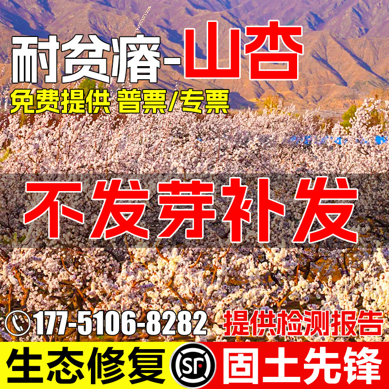 山杏种子耐旱耐贫瘠荒山复绿灌木草籽生态修复防风固沙杏子核种籽