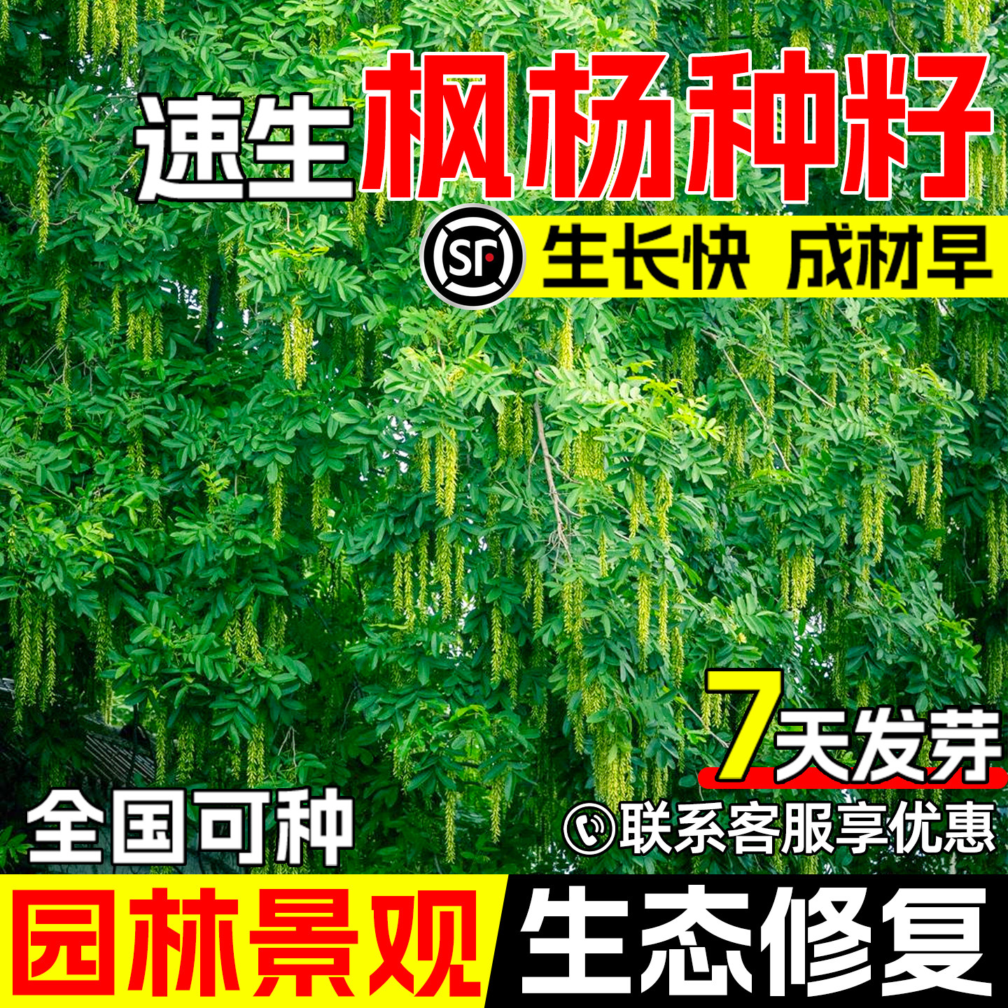 枫杨种子元宝树枰柳风景观赏绿化