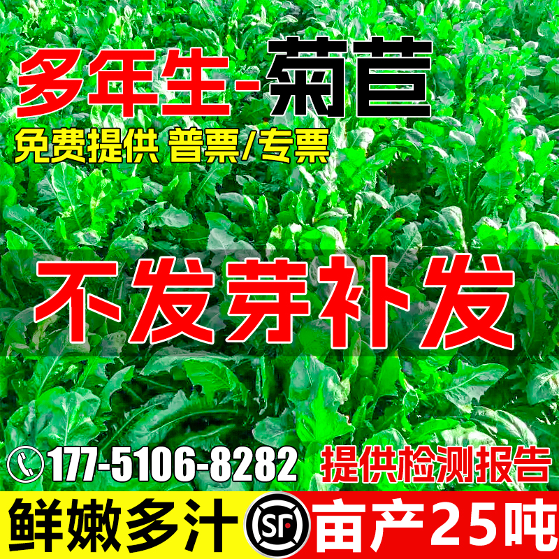 将军菊苣种籽多年生四季牧草种子