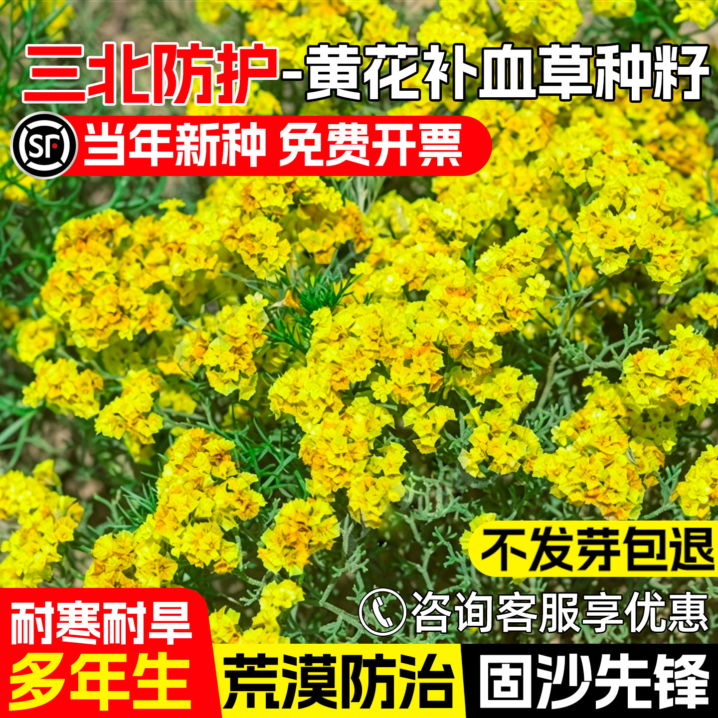 黄花补血草种子荒漠戈壁工程绿化