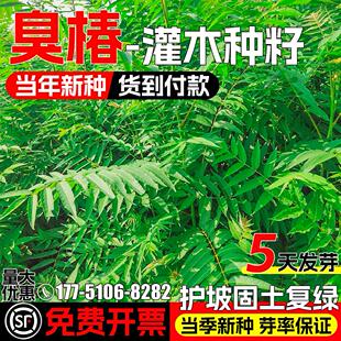 臭椿种子耐盐耐碱耐贫瘠林木灌木草籽多年生护坡固土边坡绿化种籽
