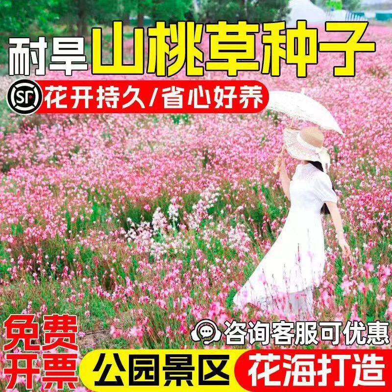 山桃草千牛花白蝶花白桃花种子