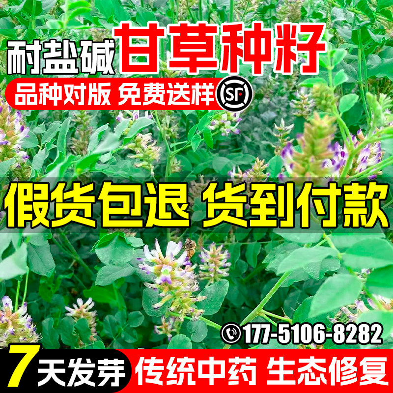 甘草种子耐盐碱红皮甘草中药材