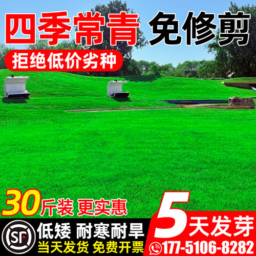 草坪草籽四季常青矮生庭院地毯草