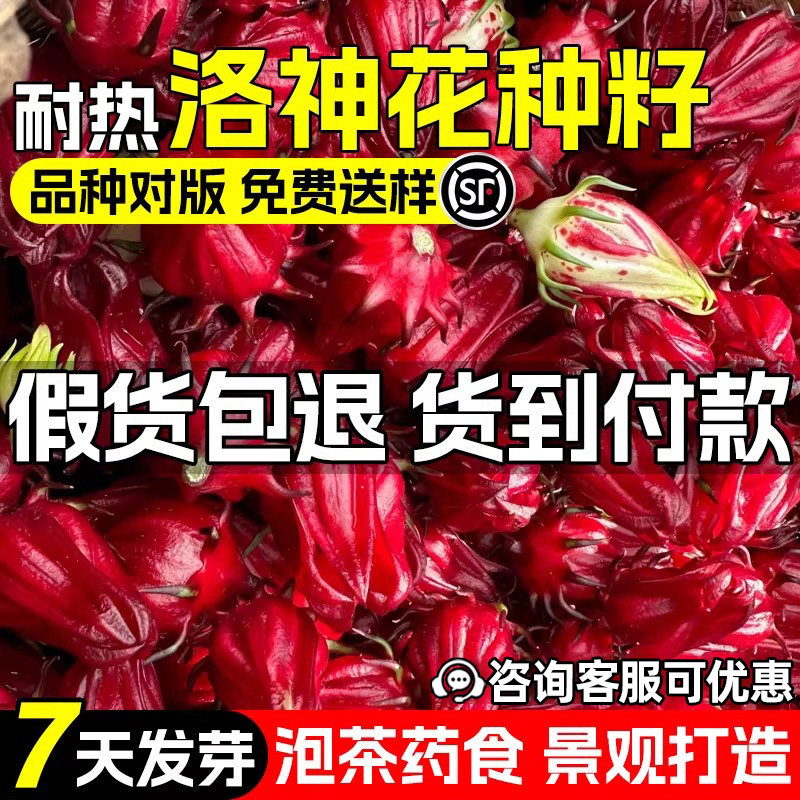 洛神花玫瑰茄树种子观赏食用药用