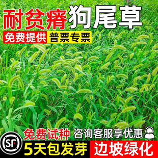 狗尾巴草种子耐寒耐旱四季常青耐贫瘠护坡固土多年生边坡绿化草籽