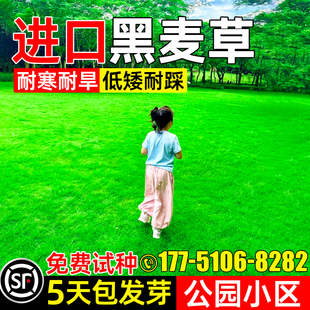 进口黑麦草种子耐寒耐旱草坪草籽矮生耐践踏庭院别墅公园小区绿化