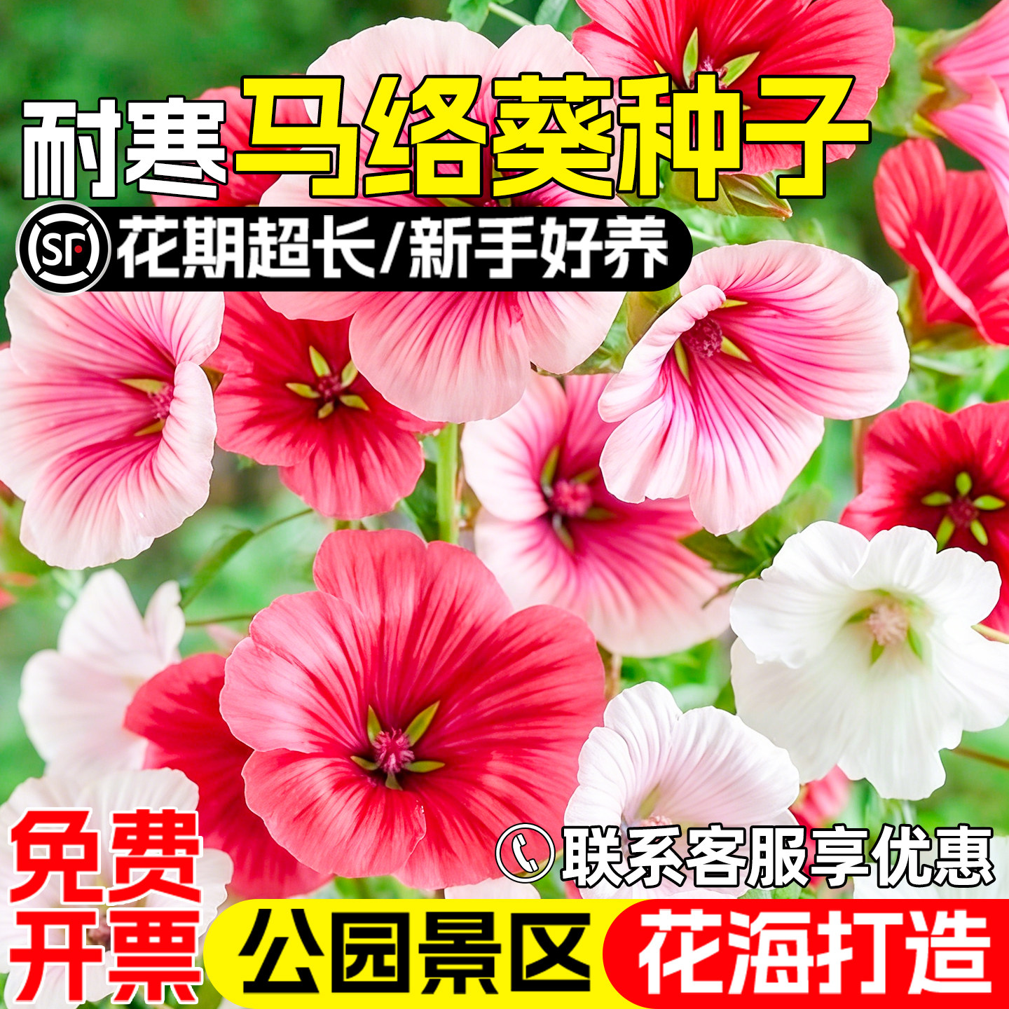 马络葵花籽公园景区花海景观美化