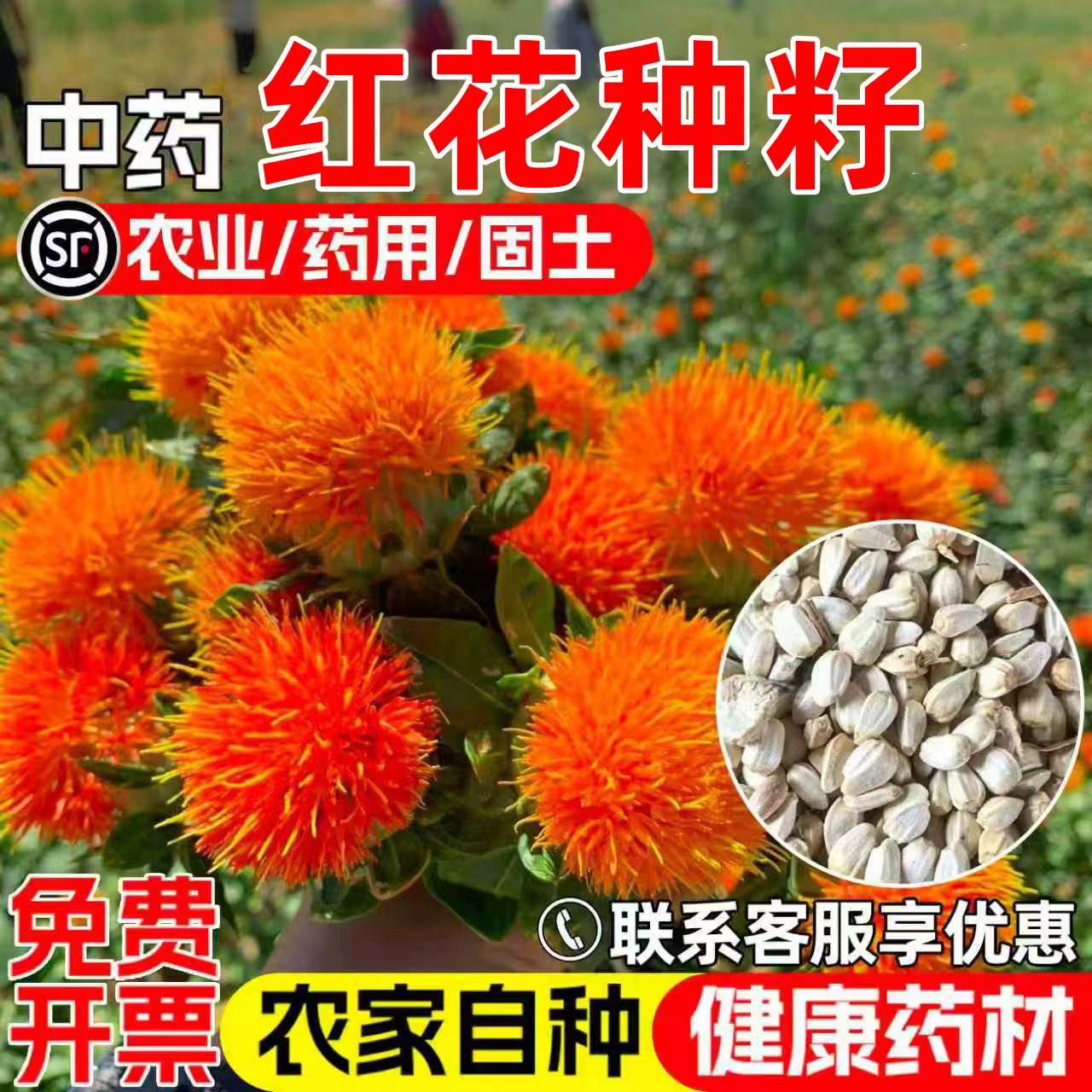 红花种子无刺红花护坡绿化药材